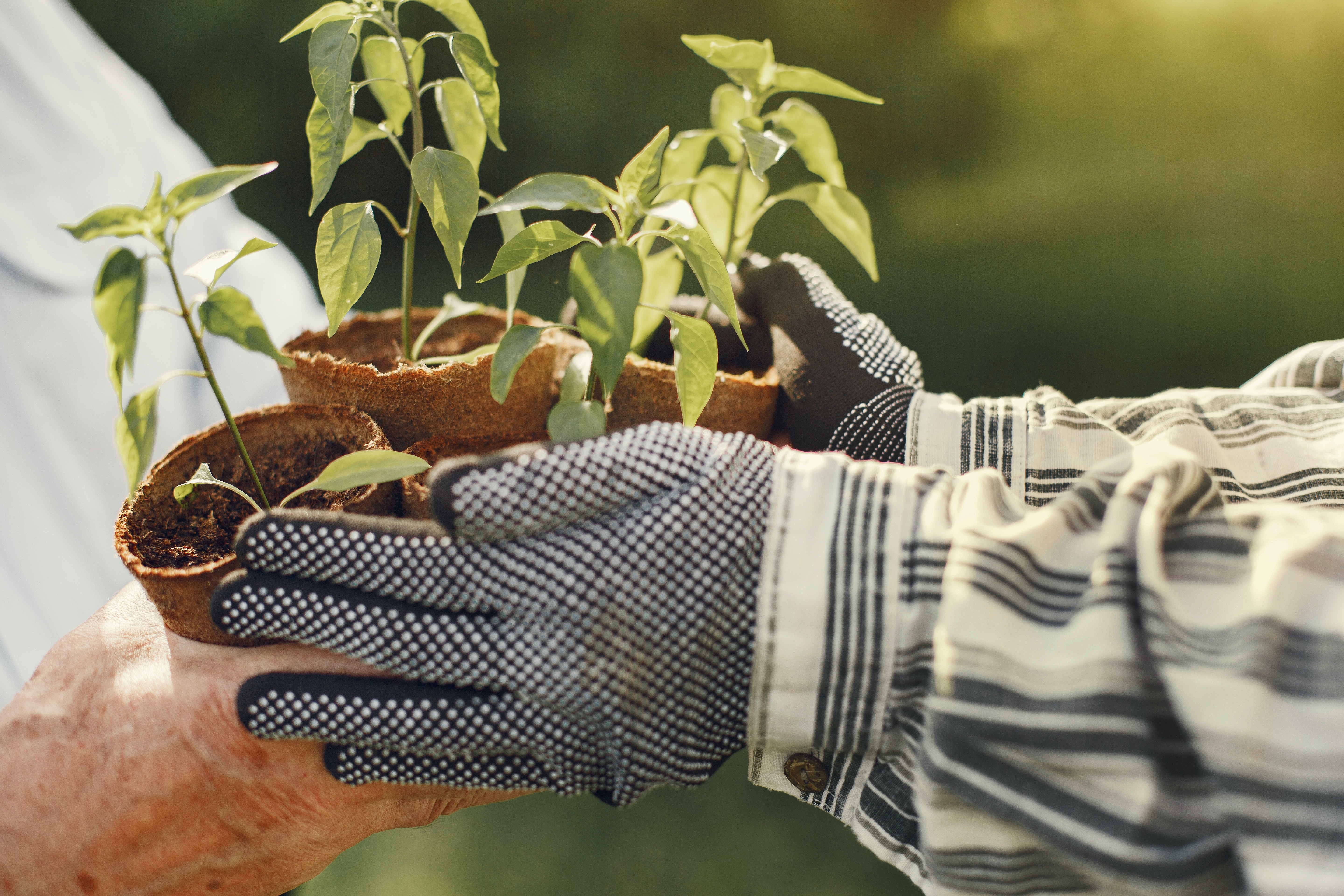 Two pairs of hands exchanging plants
